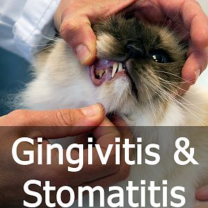 gingivitis-in-cats.jpg