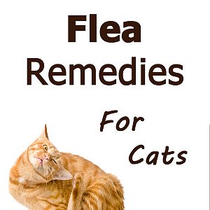 homemade-flea-remedies-cats.jpg
