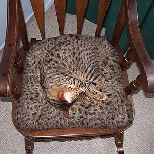 camo-cats-chair.jpg
