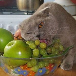 fruity-cat.jpg