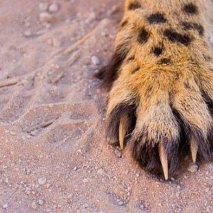 cheetah paw.jpg