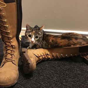 cat admiring boots.jpg