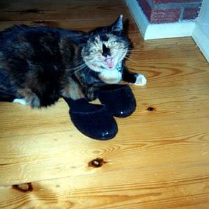 cat shoes 2.jpg