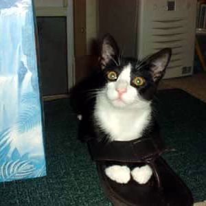 cat with flip flop.jpg