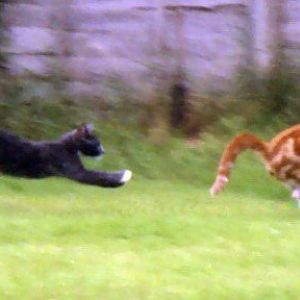 Cats_chasing_each_other.jpg
