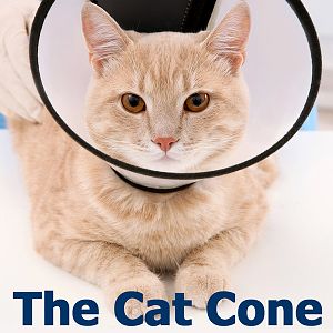 cat-cone.jpg