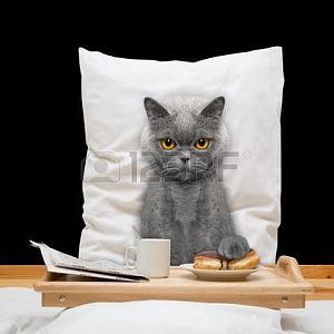 58415344-cat-eats-in-bed-and-drink--isolated-on-bl