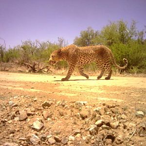 Leopard in daylight.jpeg