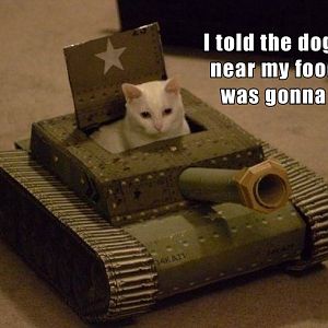cat dog tank.jpg