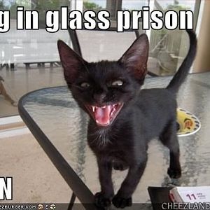 amandakat-dog_in_glass_prison - Copy (2).jpg