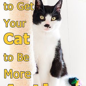 7 Proven ways to get your cat to be more active