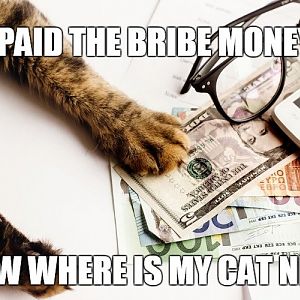 cat bribe money.jpg