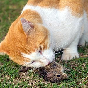 Why you should never let your cat hunt: Disease is a real risk