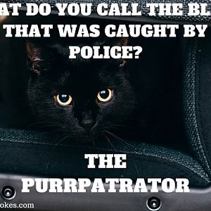 black cat 2.jpg