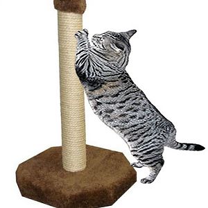 How-to-make-your-cat-scratch-the-scratching-post.j