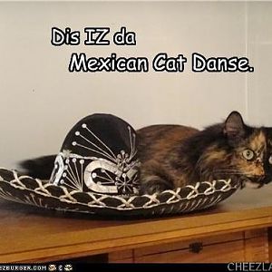 maryh-mexican_cat_danse.jpg