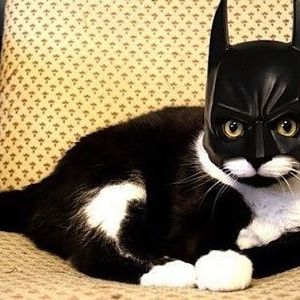 bat-cat,-cat-batman-r-default.jpg