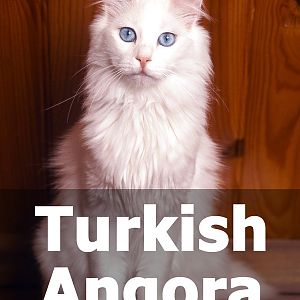 Turkish-Angora-Cat.jpg