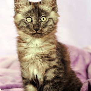 turkish-angora-kitten.jpg