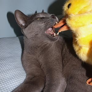 duck bite.jpg