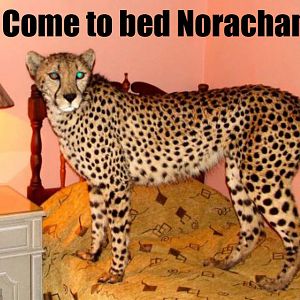 come-to-bed-norchan.jpg