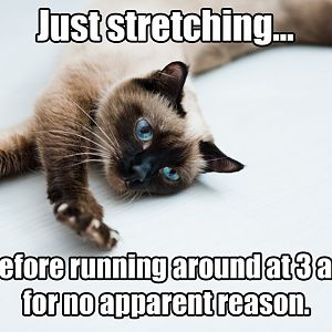 cat-meme-cat-getting-ready-to-run.jpg