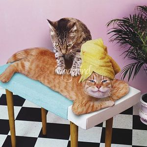 Cat-MassagePaws-and-Relax_art.jpg