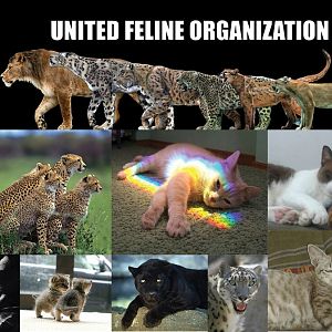 United-feline-organization-copy2.jpg
