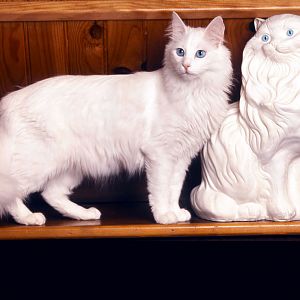 turkish-angora-cats.jpg