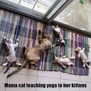 yoga-catsweb.jpg