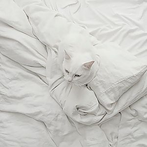 camouflage-white-cat-in-white-sheets-r-default.jpg