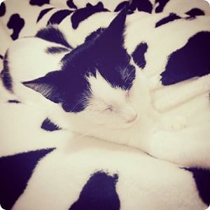 cat-camouflage-black-and-white-r-default.jpg