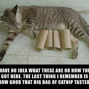 catnip last night WEB.jpg