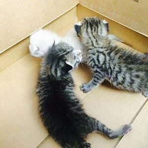 kittens in box.jpg
