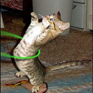 cat and hula hoop 2.jpeg