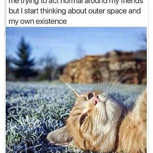 outerspace cat.jpg
