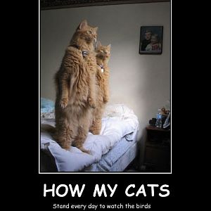 How-My-Cats-Best-Demotivational-Posters.jpg