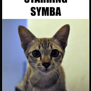 Symba's-Trip-To-The-Vet7.jpg