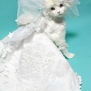 Perfect-Wedding-Dresses-For-Cats-14.jpg