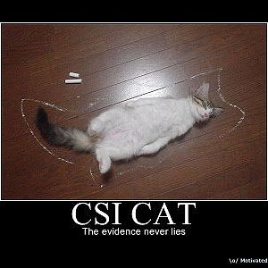 csi-cat.jpg