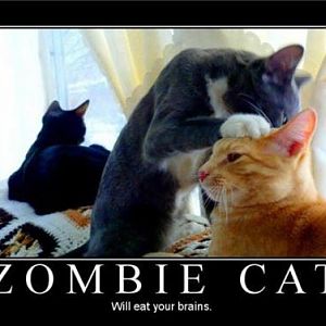 Zombie-cat-demotivational-s.jpg
