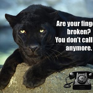 black cat call.jpg