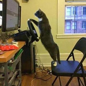 cat driving.jpg