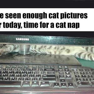 cat-pictures.jpg