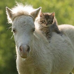 horse-cat.jpg