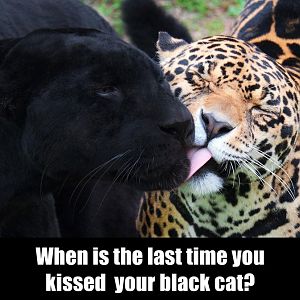 kiss-black-cat.jpg