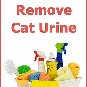 How to remove cat urine - the complete guide
