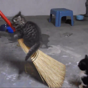 Broom Cats