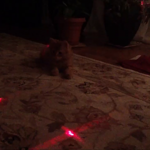 Taz Christmas Lasers