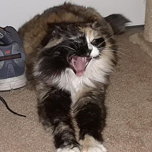 Biiiiiiigg yawn!!